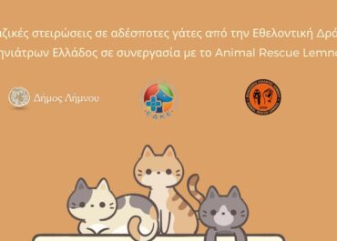 Δήμος Λήμνου : Μαζικές στειρώσεις σε αδέσποτες γάτες το Σαββατοκύριακο 24&25 Φεβρουαρίου