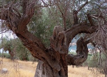 ΔΕΛΤΙΟ ΚΑΙΡΟΥ για Δευτέρα 25/11