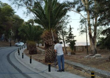 Δήμος Ναυπλιέων : Ράντισμα φοινίκων για το κόκκινο σκαθάρι από τον Δήμο