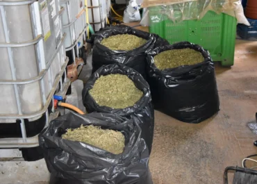 Πάνω από -57- κιλά κάνναβης και -12- δενδρύλλια κάνναβης κατασχέθηκαν στη Μεσσηνία