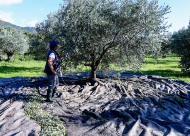 Συλλήψεις για κλοπή ελαιόπανων  στα Φιλιατρά