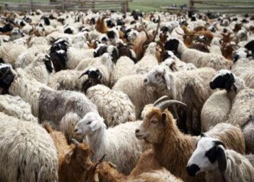 ΥΠΑΑΤ: Πιστώθηκαν 26,9 εκατ. ευρώ σε κτηνοτρόφους για απώλεια εισοδήματος εξαιτίας της ευλογιάς και της πανώλης