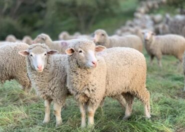 ΕΕΕΔΕΕ: Επικαιροποιημένα συγκεντρωτικά στοιχεία για την πορεία της ευλογιάς στη χώρα