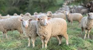 ΕΕΕΔΕΕ: Επικαιροποιημένα συγκεντρωτικά στοιχεία για την πορεία της ευλογιάς στη χώρα