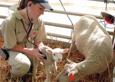 Εθνική αντεπίθεση κατά της ευλογιάς : 97 στρατιωτικοί κτηνίατροι στο πεδίο