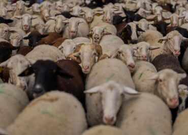 ΥΠΑΑΤ: Δεύτερο επιβεβαιωμένο κρούσμα αφθώδους πυρετού στη Λέσβο