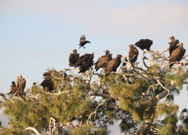 Η γη των αρπακτικών – ΕΘΝΙΚΟ ΠΑΡΚΟ ΔΑΣΟΥΣ ΔΑΔΙΑΣ-ΛΕΥΚΙΜΗΣ-ΣΟΥΦΛΙΟΥ