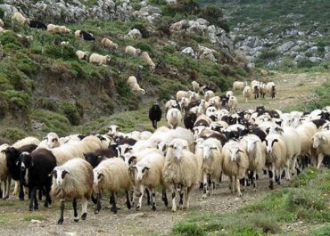 ΥΠΟΥΡΓΕΙΟ ΑΓΡΟΤΙΚΗΣ ΑΝΑΠΤΥΞΗΣ ΚΑΙ ΤΡΟΦΙΜΩΝ : Πληρωμή 22,7 εκατ. ευρώ για αποζημιώσεις κτηνοτρόφων λόγω ευλογιάς και αφθώδους πυρετού