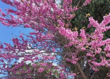 ΔΕΛΤΙΟ ΚΑΙΡΟΥ για Παρασκευή 17/4