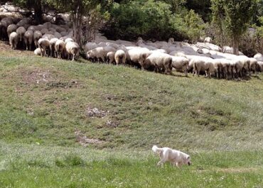 Αναστολή φορολογικών και ασφαλιστικών υποχρεώσεων και απαλλαγή από δημοτικά τέλη για πληγέντες από τον αφθώδη πυρετό