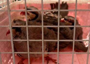 Δικογραφία για παράνομη εκτροφή ζώων σε ταράτσα κτιρίου στους Αμπελόκηπους