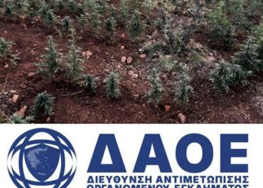 Εξαρθρώθηκε εγκληματική οργάνωση, τα μέλη της οποίας δραστηριοποιούνταν στην καλλιέργεια δενδρυλλίων κάνναβης