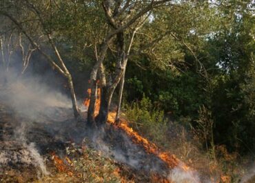 Πυρκαγιά σε δασική έκταση στο Καλλίδρομο Φθιώτιδας
