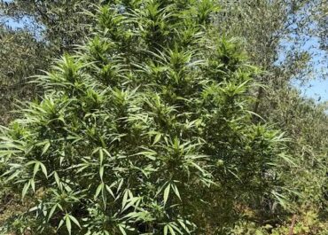 Συνελήφθη καλλιέργεια δενδρυλλίων κάνναβης και παραβάσεις Νόμου περί ναρκωτικών ουσιών στο Ρέθυμνο
