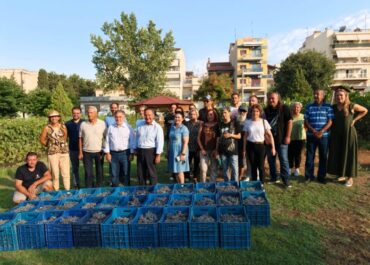 Δήμος Θεσσαλονίκης :Η Θεσσαλονίκη τρύγησε τον Αστικό Αμπελώνα της