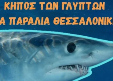 Δήμος Θεσσαλονίκης : Έκθεση για τους καρχαρίες και τα σαλάχια στη Νέα Παραλία Θεσσαλονίκης